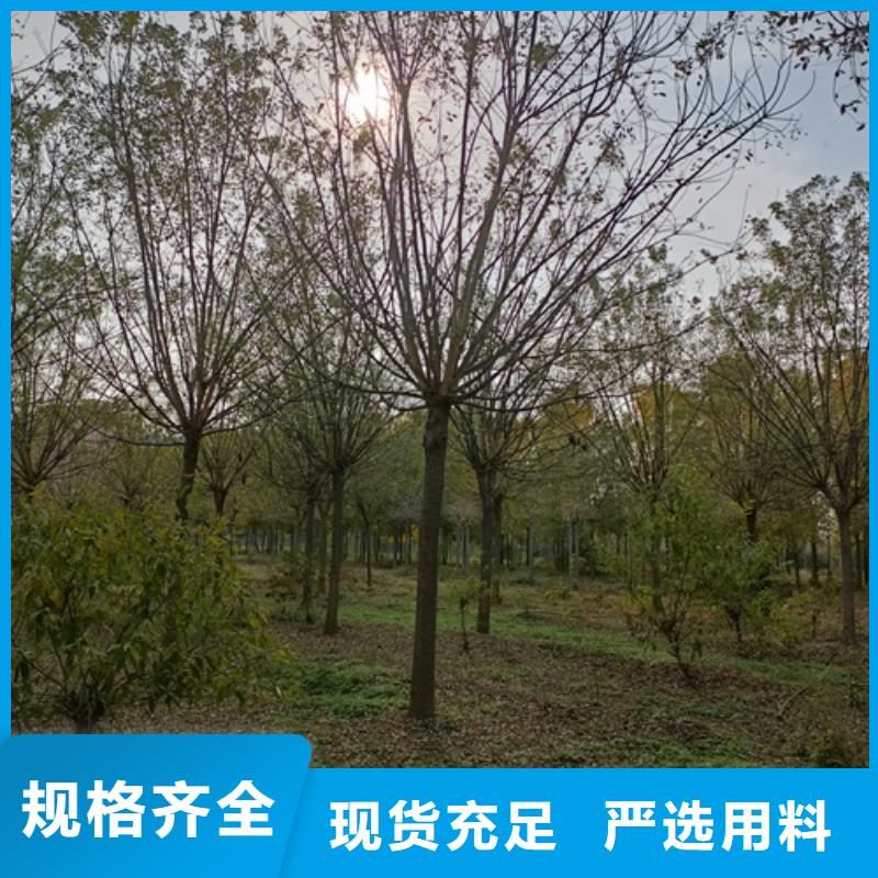 法桐价格价格优惠苗木基地