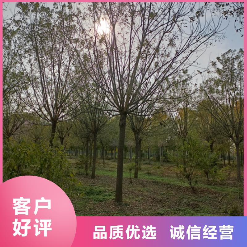 法桐小苗质量放心苗木基地