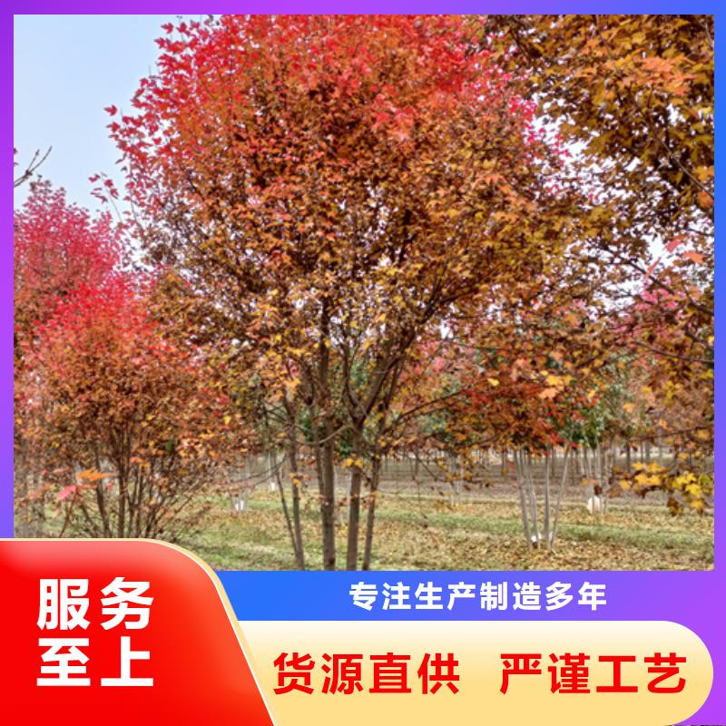 常年供应法桐小苗-保质