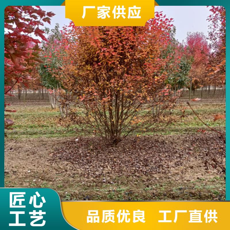 法桐生产商_翌昊苗木种植基地