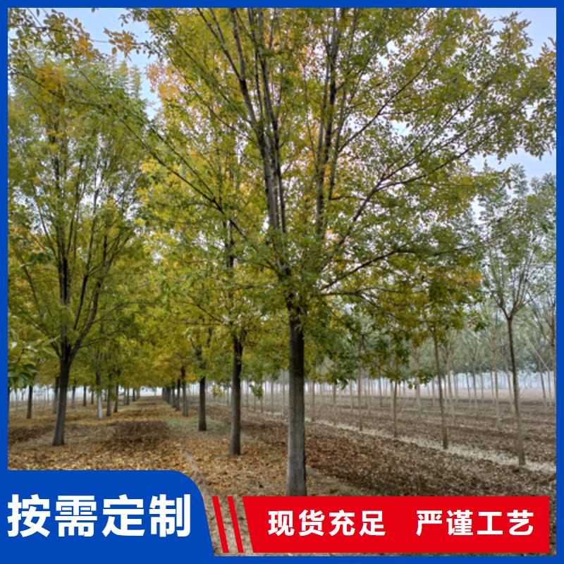 法桐小苗价格合理苗木基地