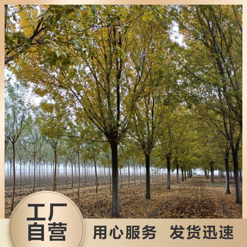 法桐价格种植基地绿化苗木