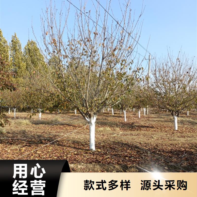 法桐价格采购价格苗木基地