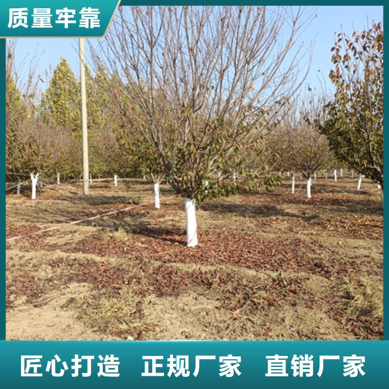 速生法桐种植基地绿化苗木