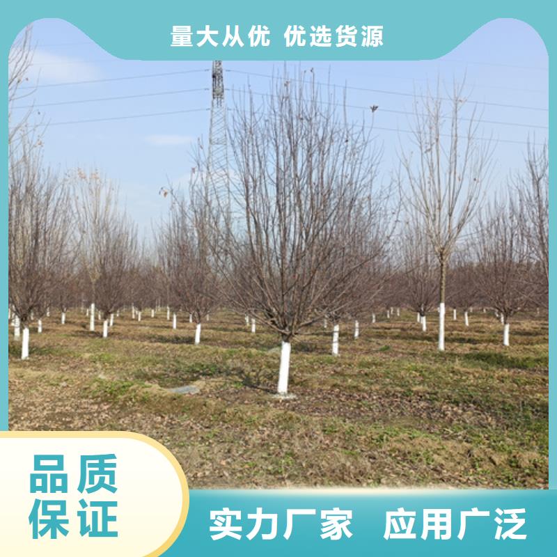 速生法桐现货供应苗木基地