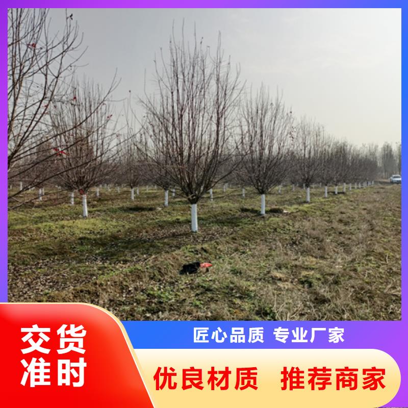 造型法桐质量放心苗木基地