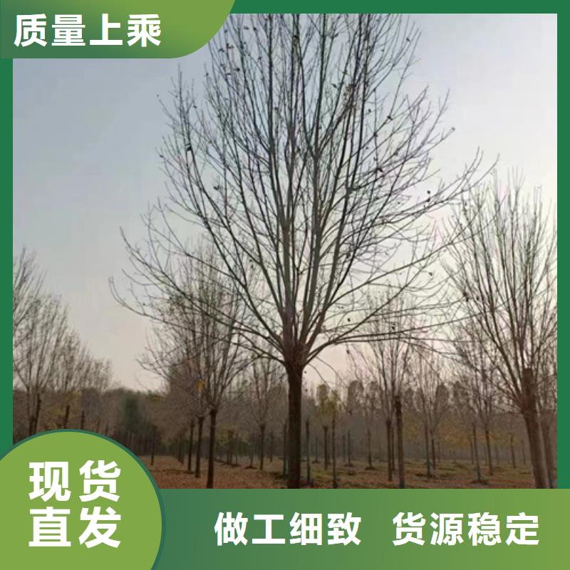 法桐小苗可来电定制-质量可靠