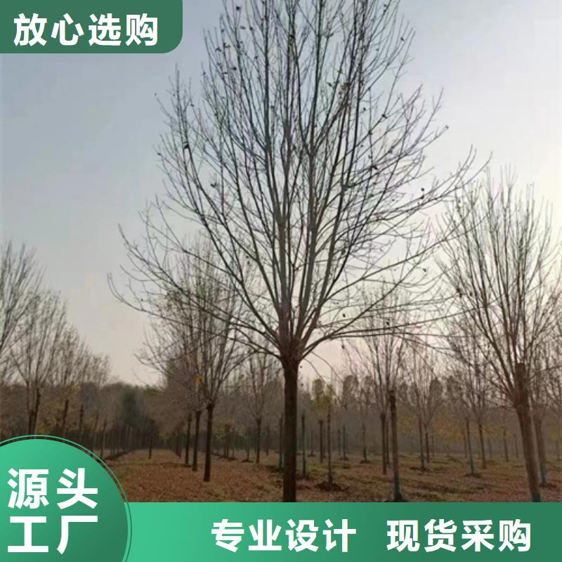 法桐价格质量放心绿化苗木