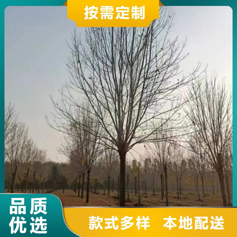 法桐小苗种植基地绿化乔木