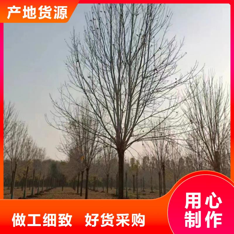 法桐_炫丽海棠优良工艺