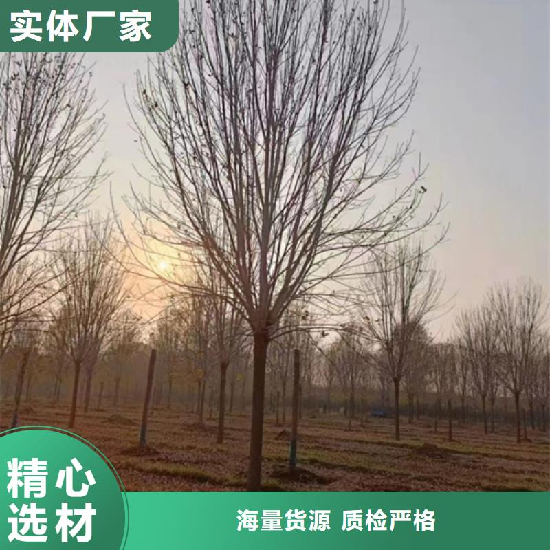 价格行情:法桐