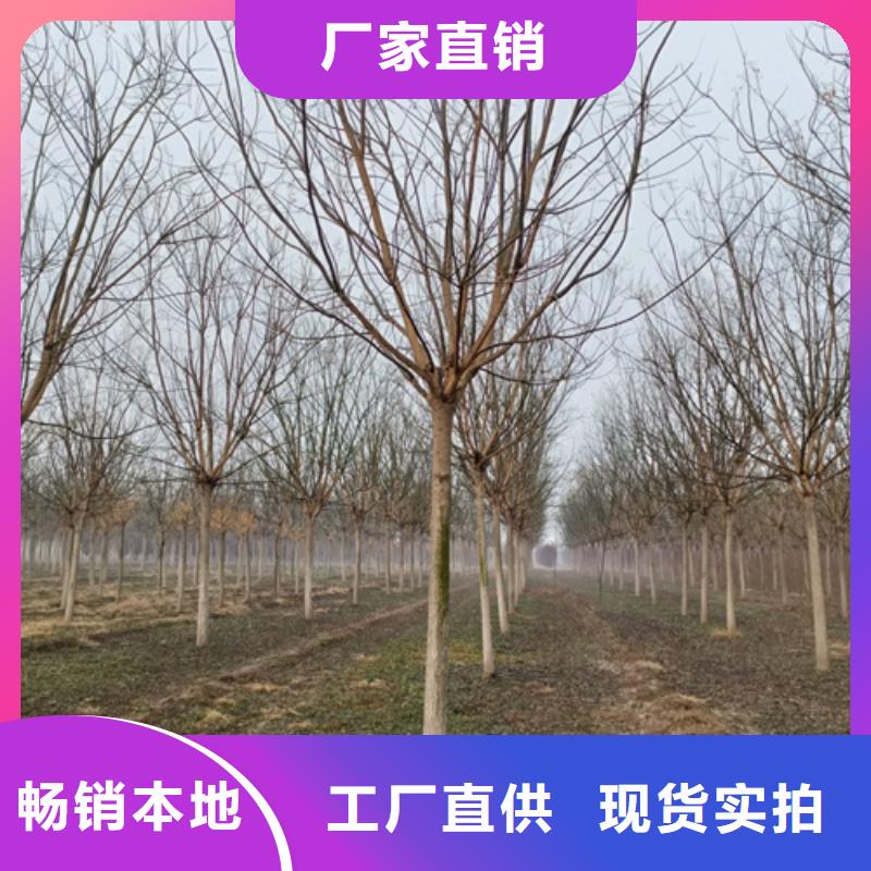 法桐小苗种植基地绿化乔木