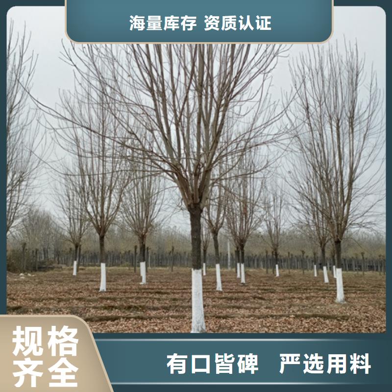 法桐价格种植基地绿化苗木