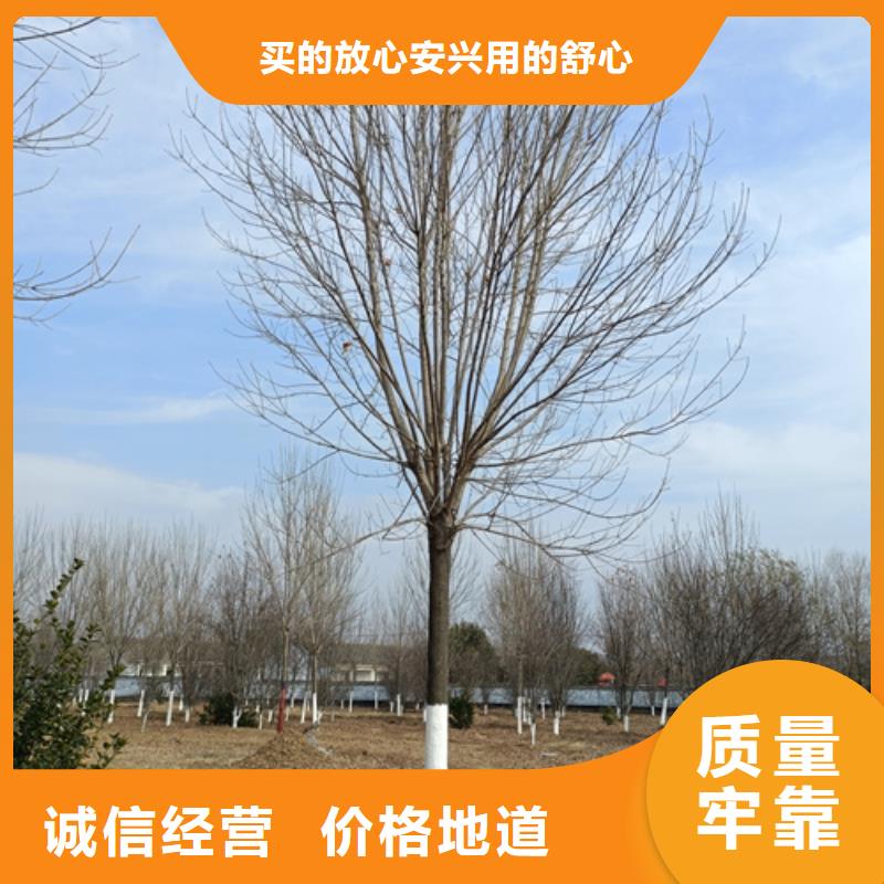 法桐价格现货供应苗木基地