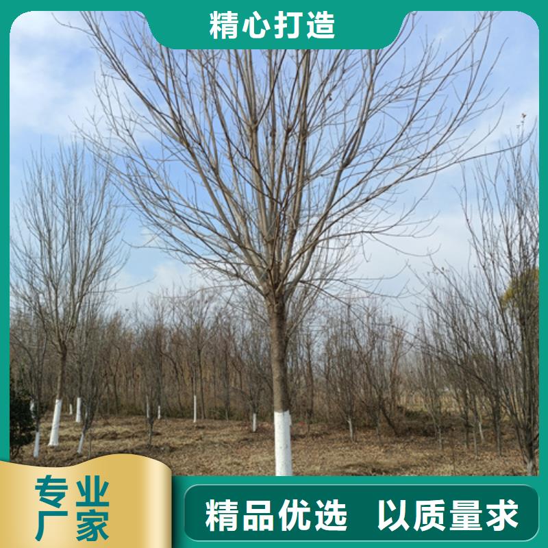 法桐小苗放心选择苗木基地