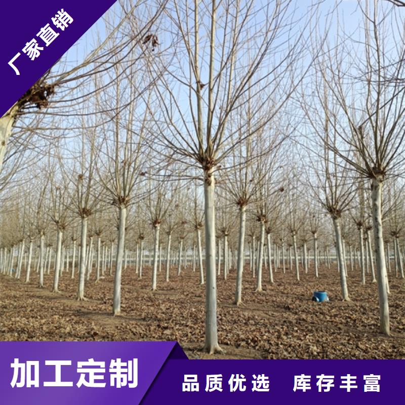 法桐价格种植基地绿化苗木