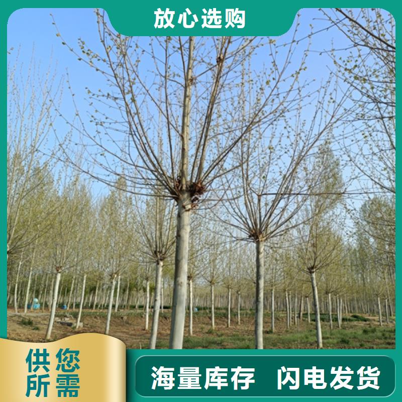 法桐为您节省成本