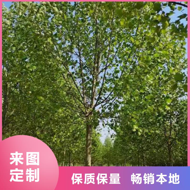 法桐小苗采购价格苗木基地