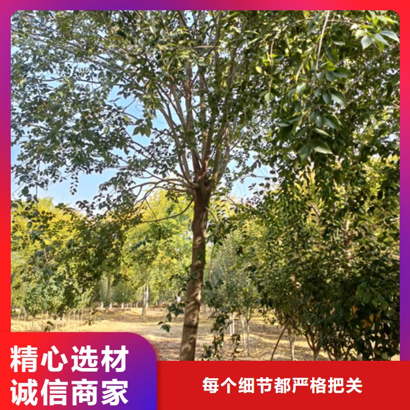 速生法桐厂家直销-翌昊苗木种植基地