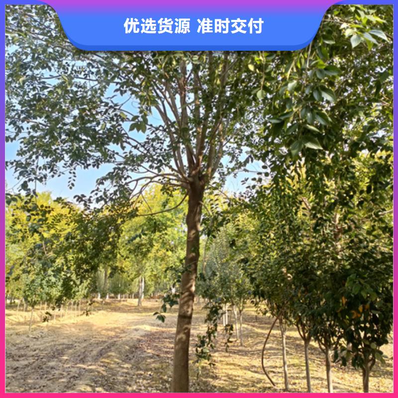 法桐小苗采购价格苗木基地