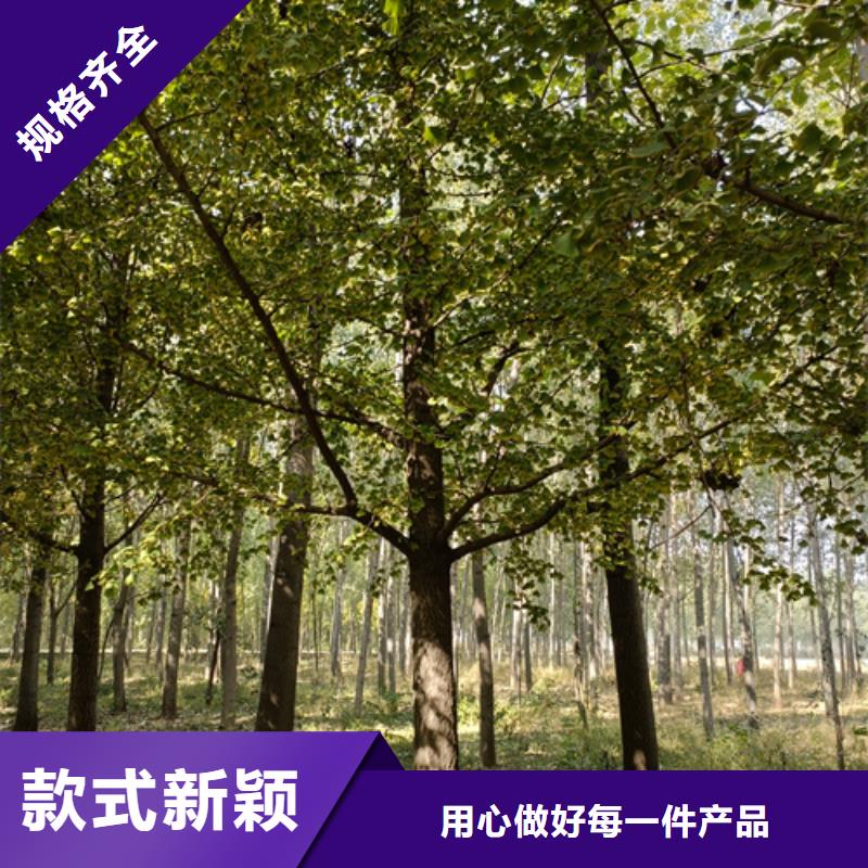 造型法桐种植基地苗木基地