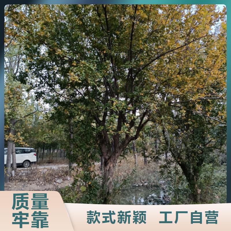 法桐现货直供苗木基地