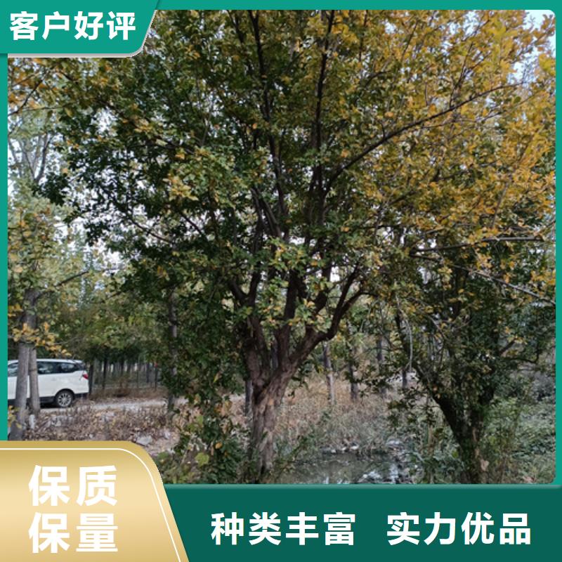 法桐生产商_翌昊苗木种植基地