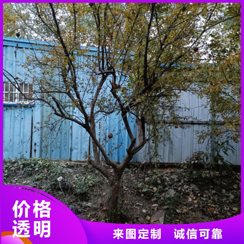 法桐种植基地绿化苗木