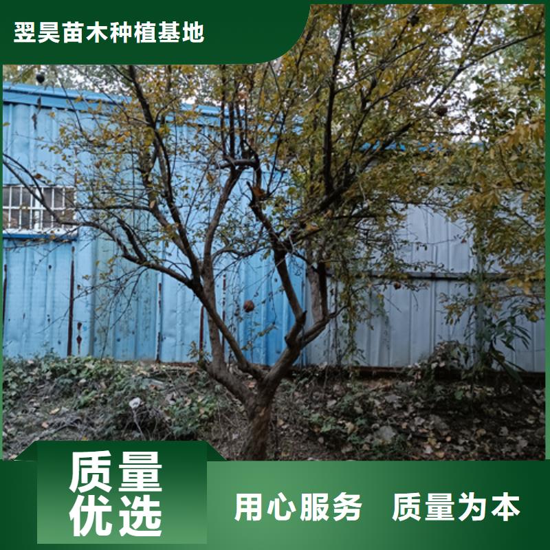 优质的速生法桐认准翌昊苗木种植基地