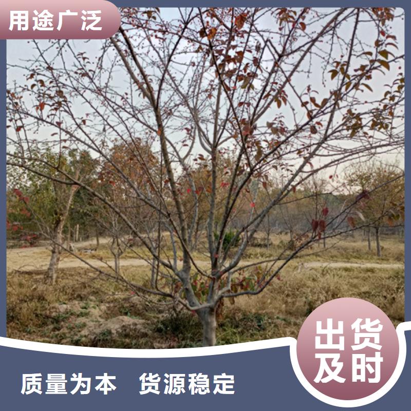 造型法桐价格合理苗木基地