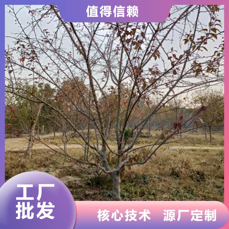 速生法桐价格合理苗木基地