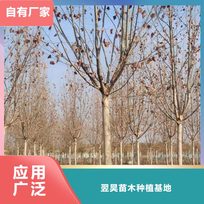 法桐小苗欢迎电询苗木基地