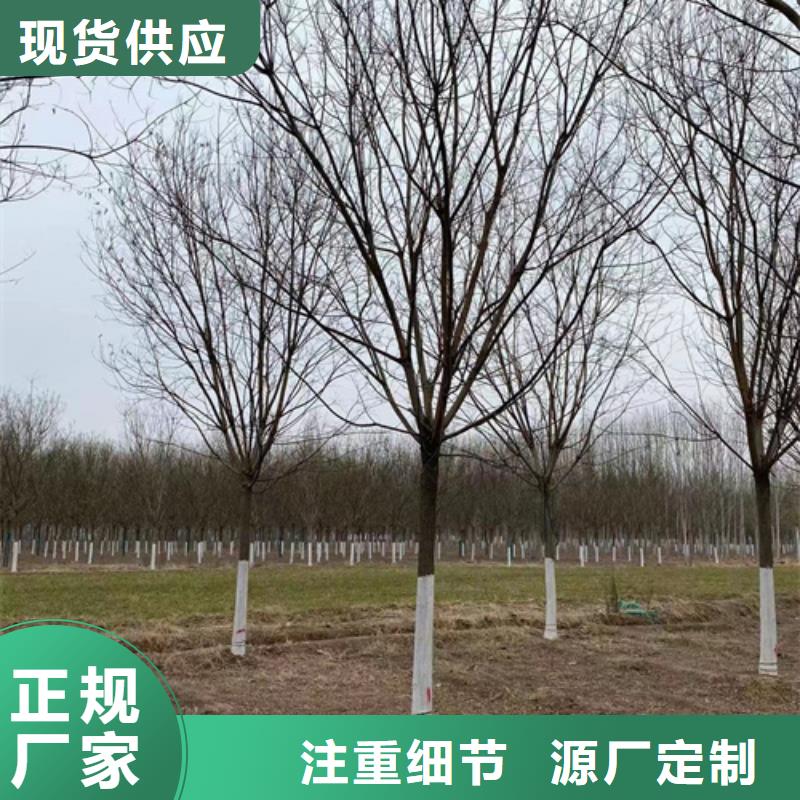 各种规格法桐种植基地绿化乔木