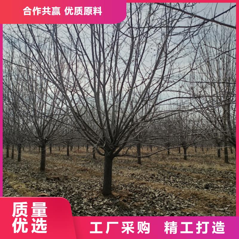 法桐小苗就选翌昊苗木种植基地