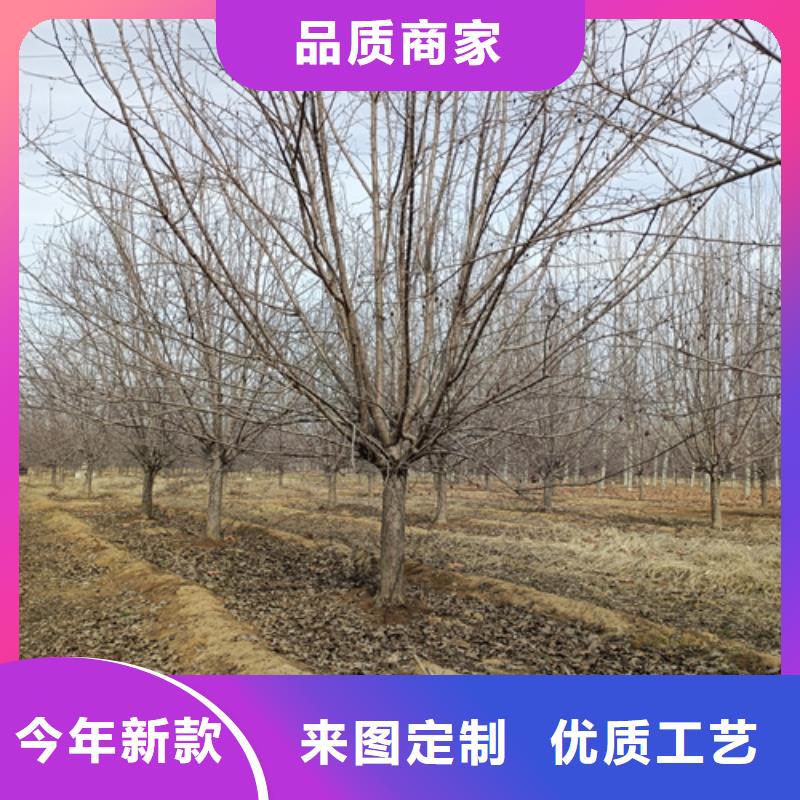 法桐小苗价格合理苗木基地