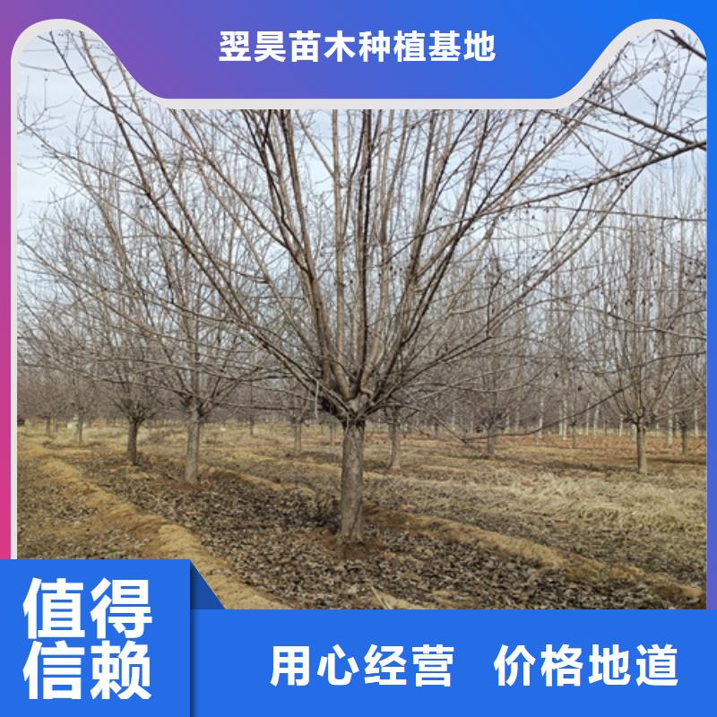 速生法桐企业-价格优惠