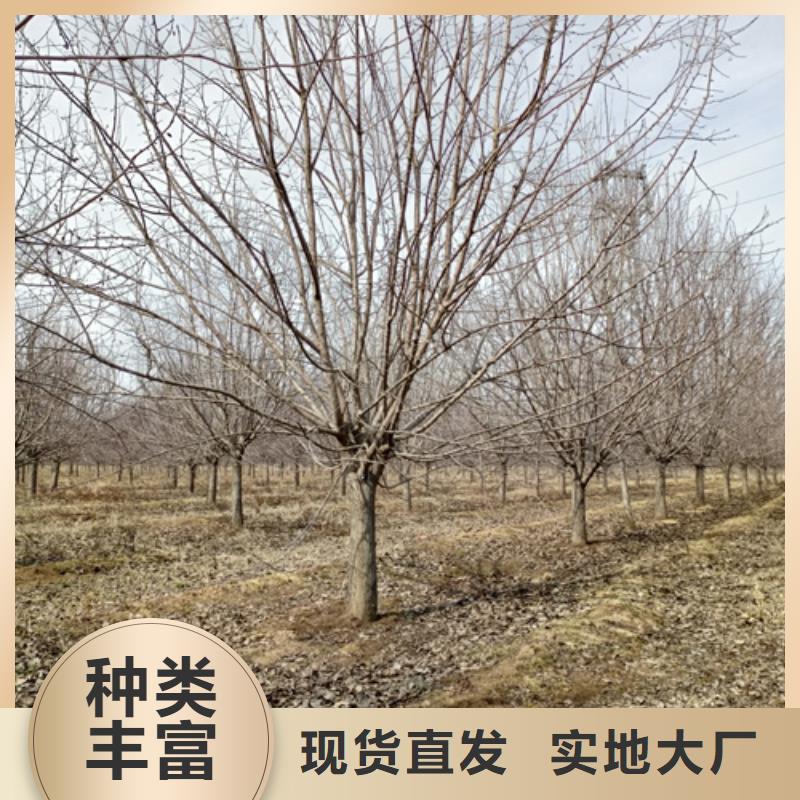 法桐价格种植基地绿化乔木