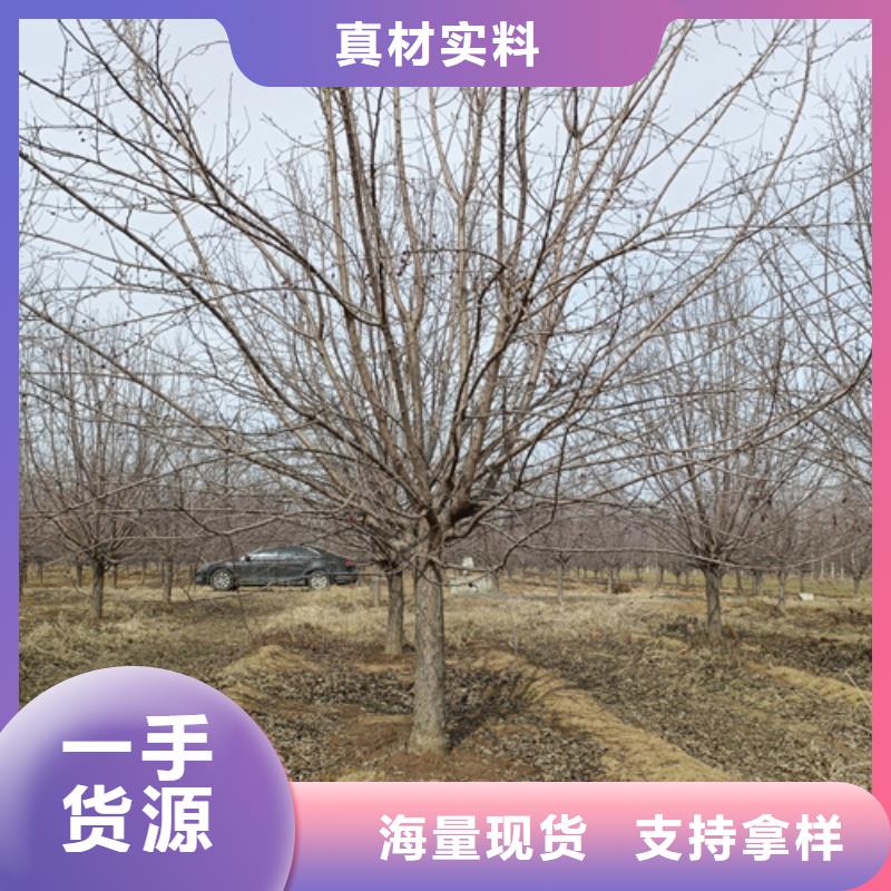 速生法桐价格合理苗木基地