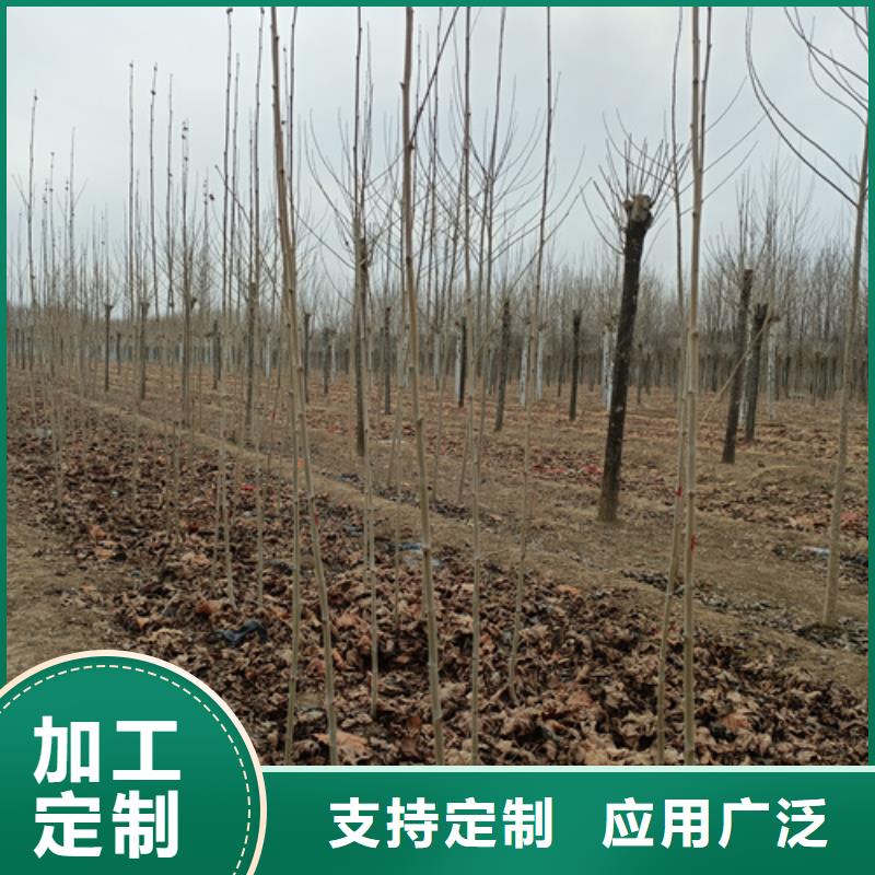 造型法桐种植基地绿化苗木