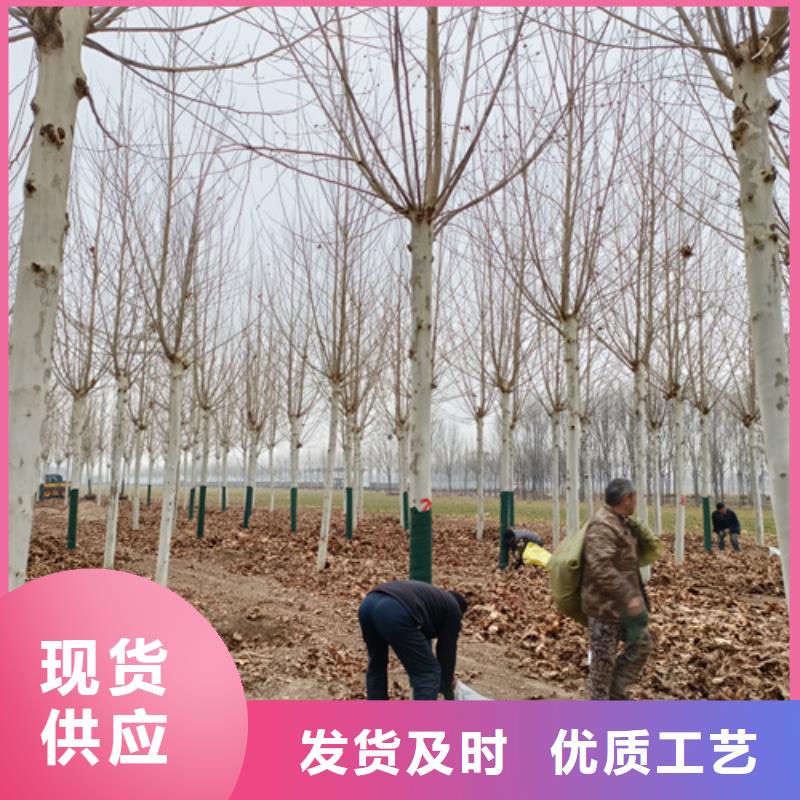 法桐价格种植基地绿化苗木