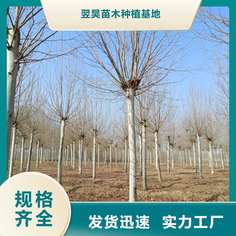 法桐采购价格苗木基地