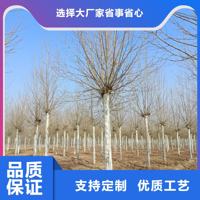 造型法桐种植基地绿化苗木