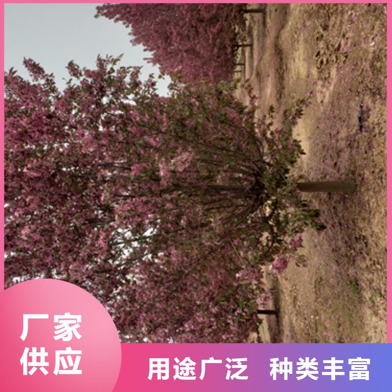 法桐-我公司资质齐全