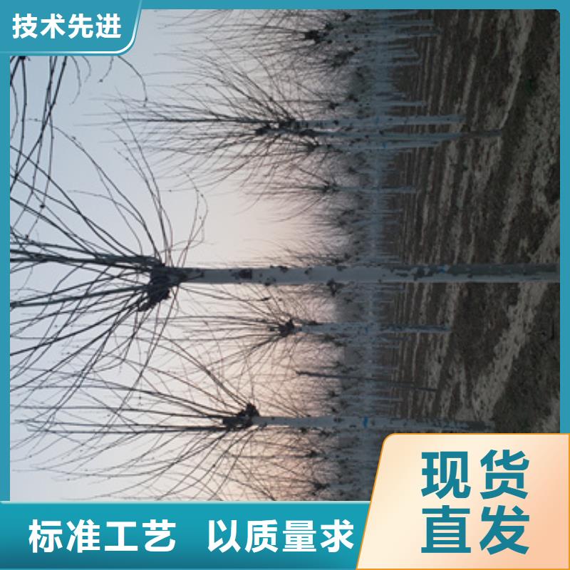 法桐欢迎电询苗木基地