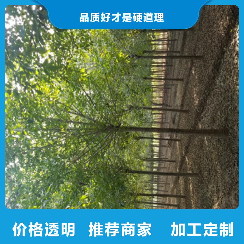 造型法桐种植基地绿化乔木