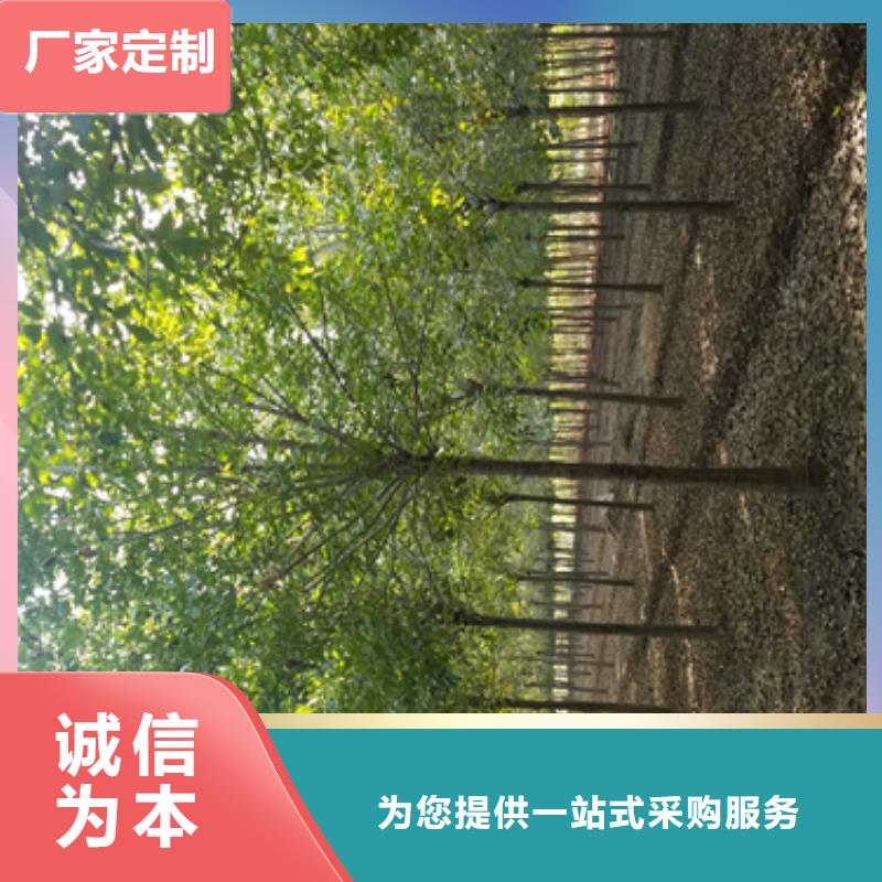 速生法桐价格优惠苗木基地