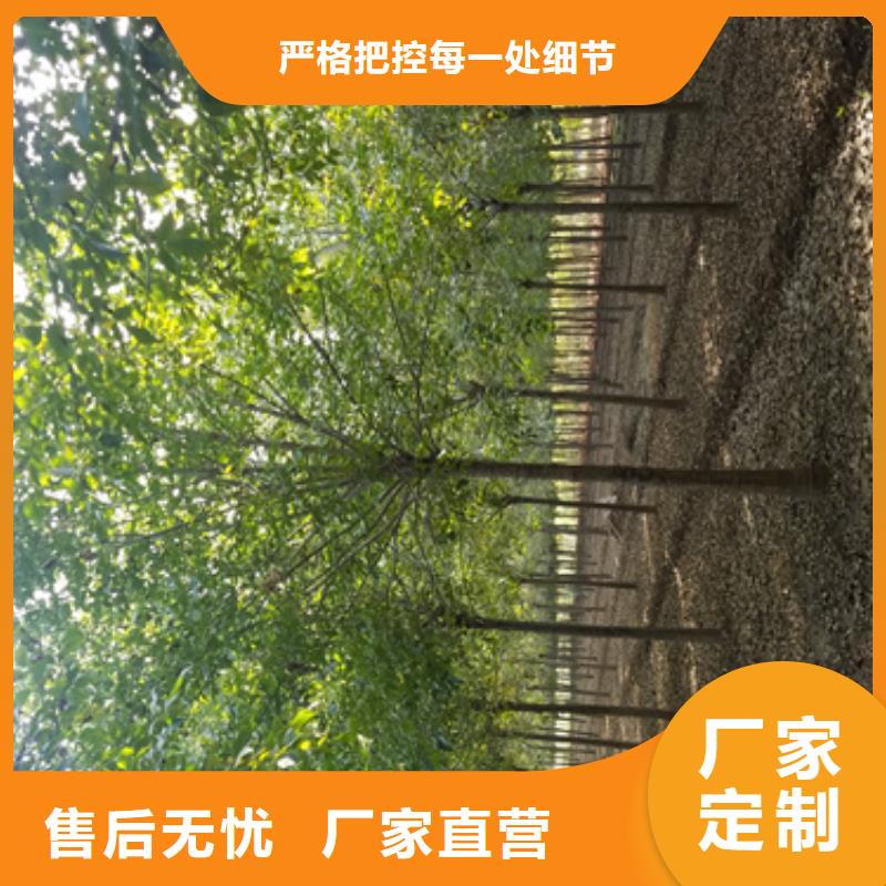 法桐价格承诺守信苗木基地