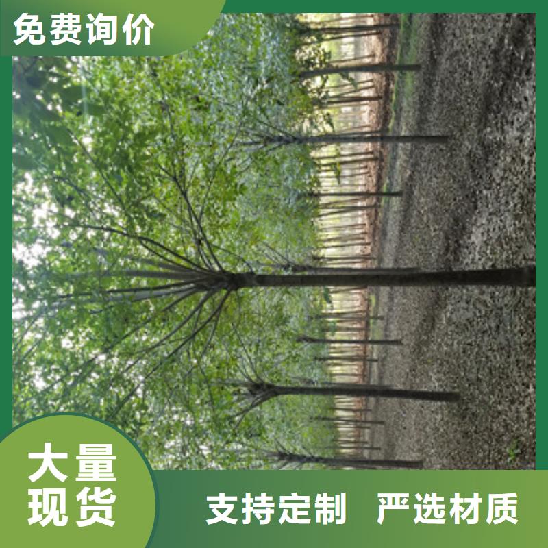 法桐种植基地绿化乔木