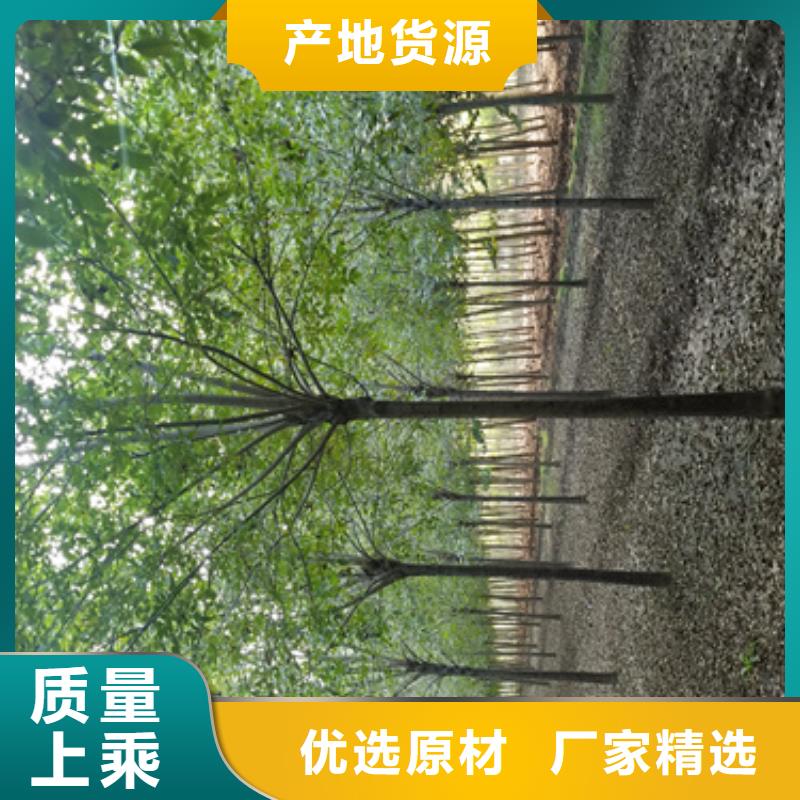 造型法桐批发价格