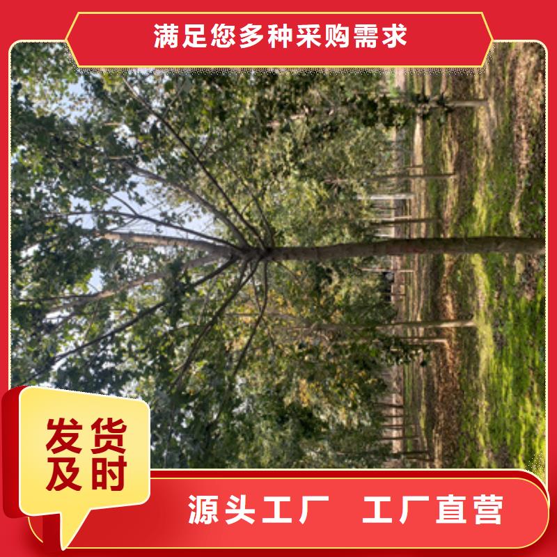 法桐种植基地绿化苗木